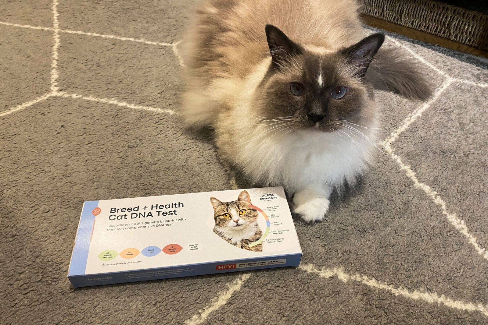 Our Favorite Cat DNA Test Will Help You Figure Out Your Feline's Ancestry