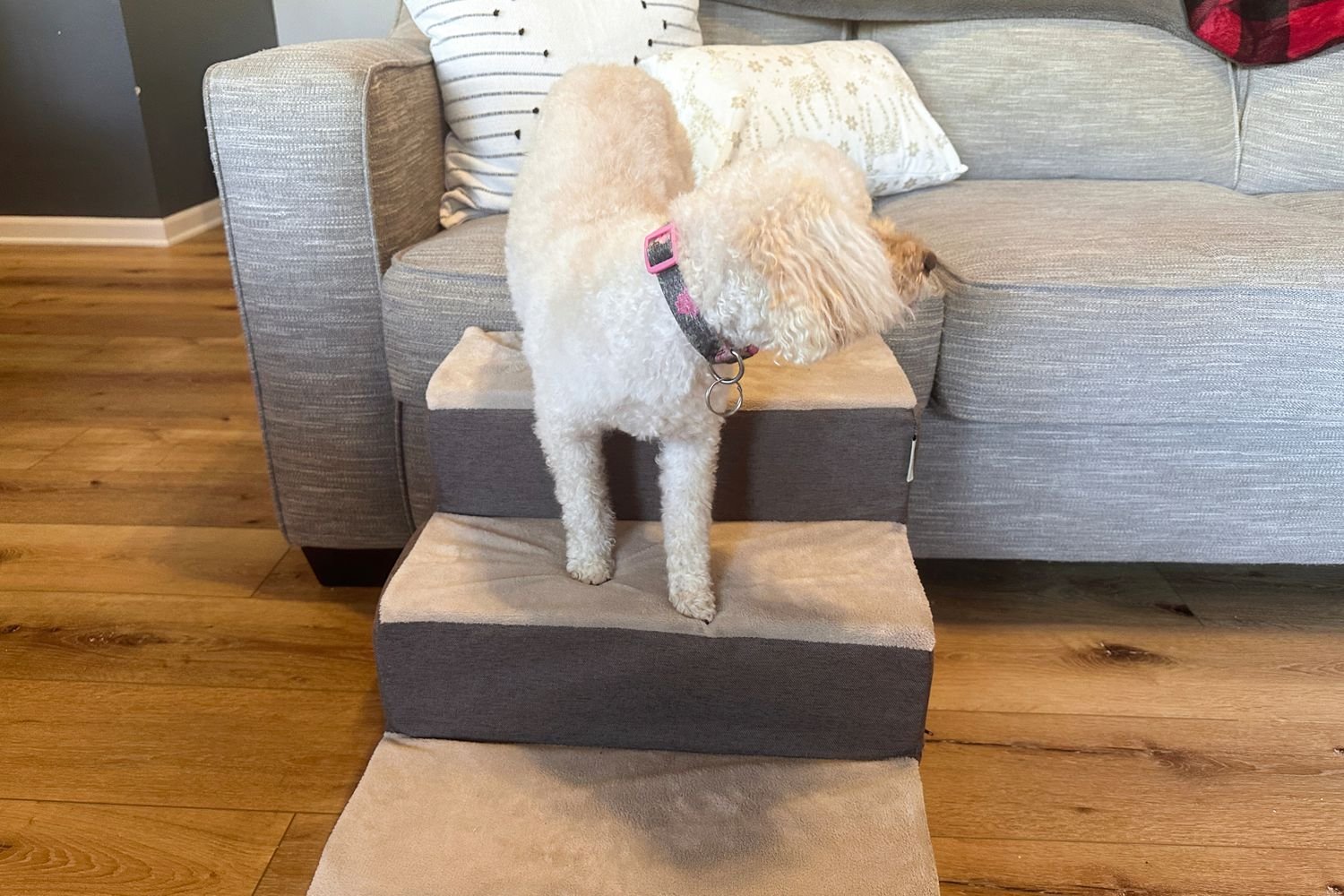 Dog Climbing Zinus 2-Step Comfort Stairs