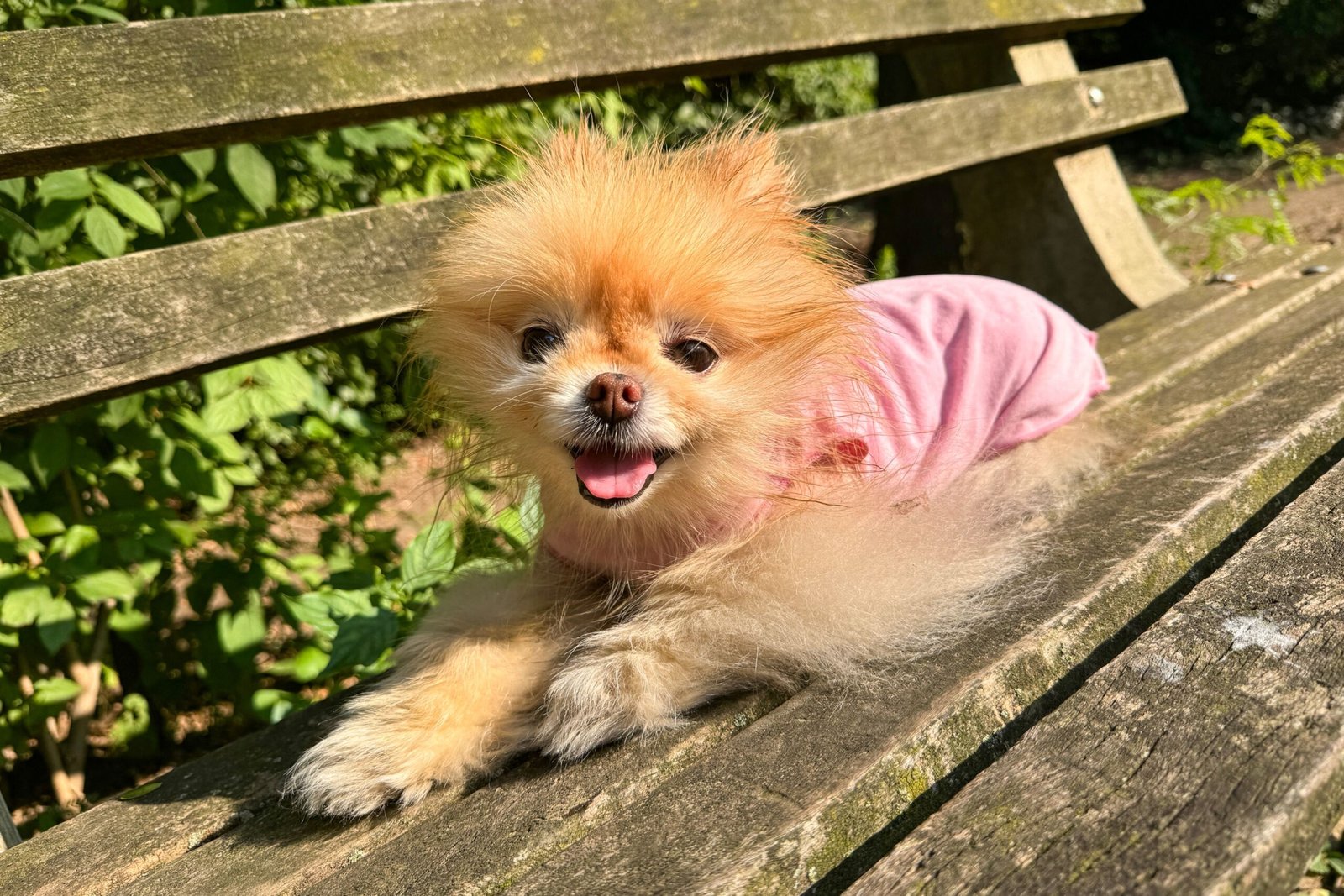 Our 8 Favorite Dog Sunscreens to Keep Dogs Protected From Nose to Tail