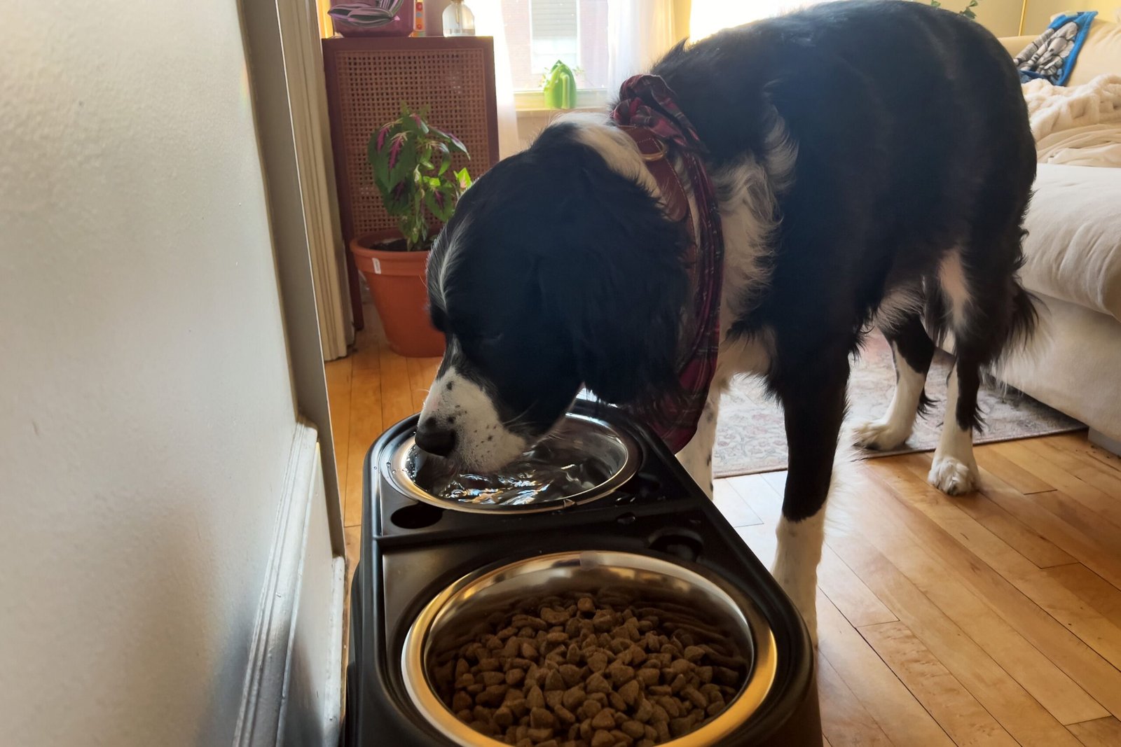 The 11 Best Dog Bowls of 2026