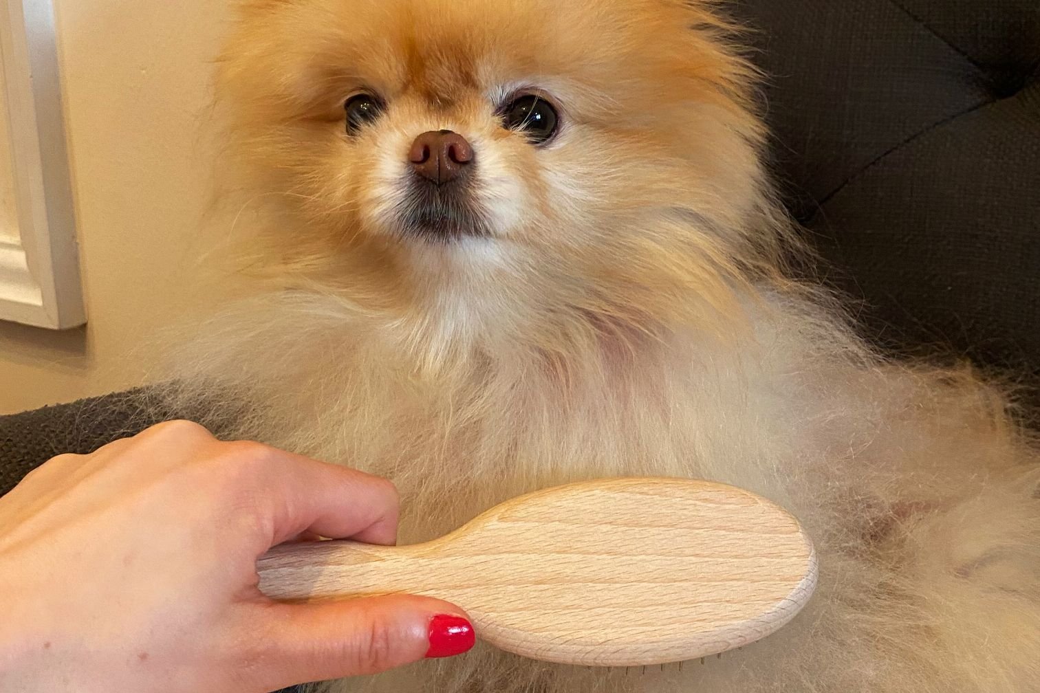 The 11 Best Dog Brushes of 2026
