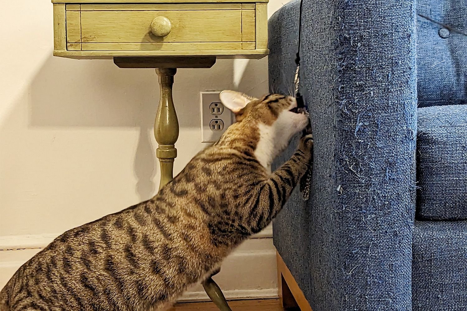 Cat with wand toy