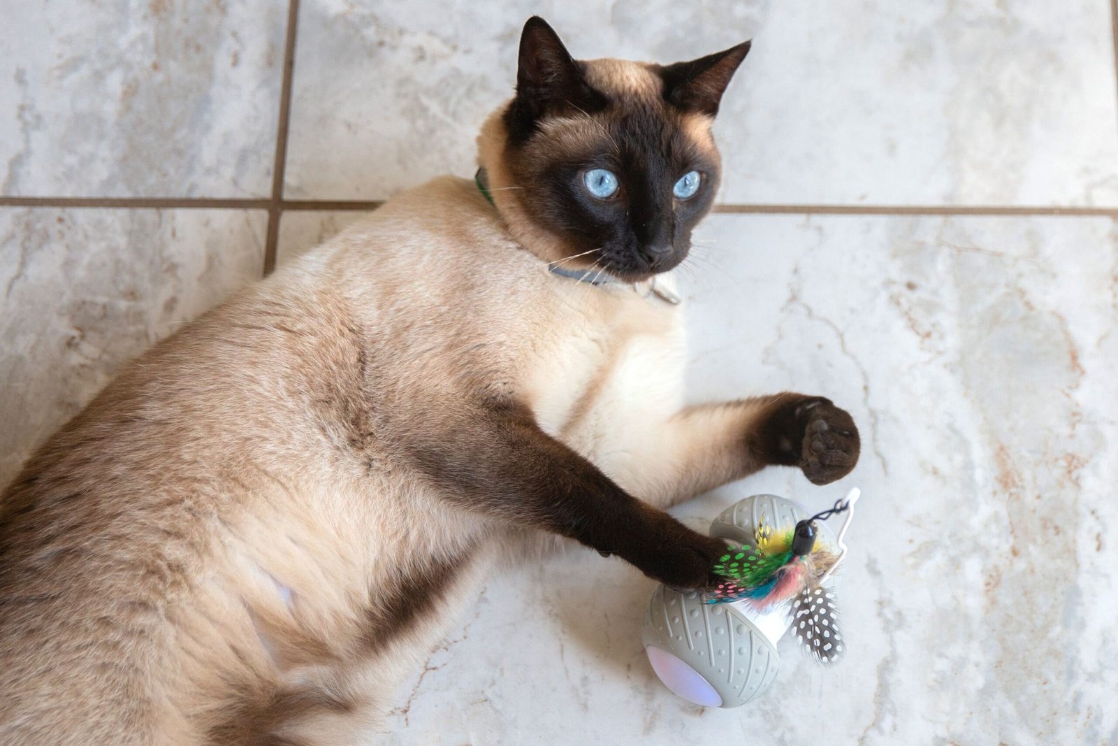 Our Favorite Cat Toys Will Tantalize, Entertain, and Exercise