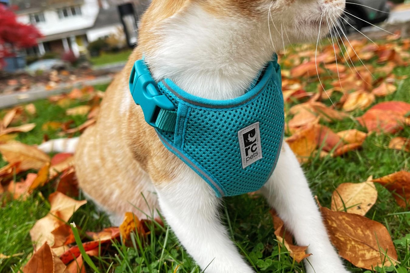 The 7 Best Cat Harnesses of 2026