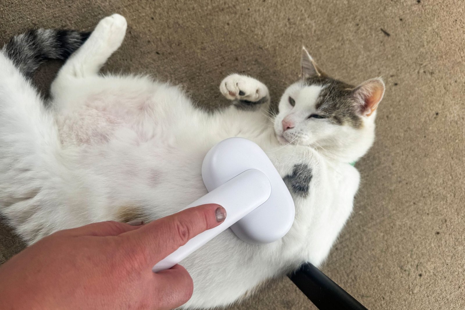 We Tested 23 Cat Brushes With Real Felines And Found 7 Favorites