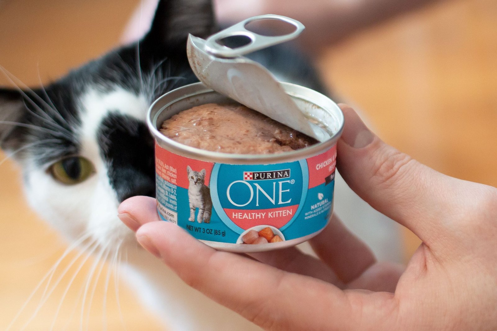 The 8 Best Wet Foods for Kittens of 2026