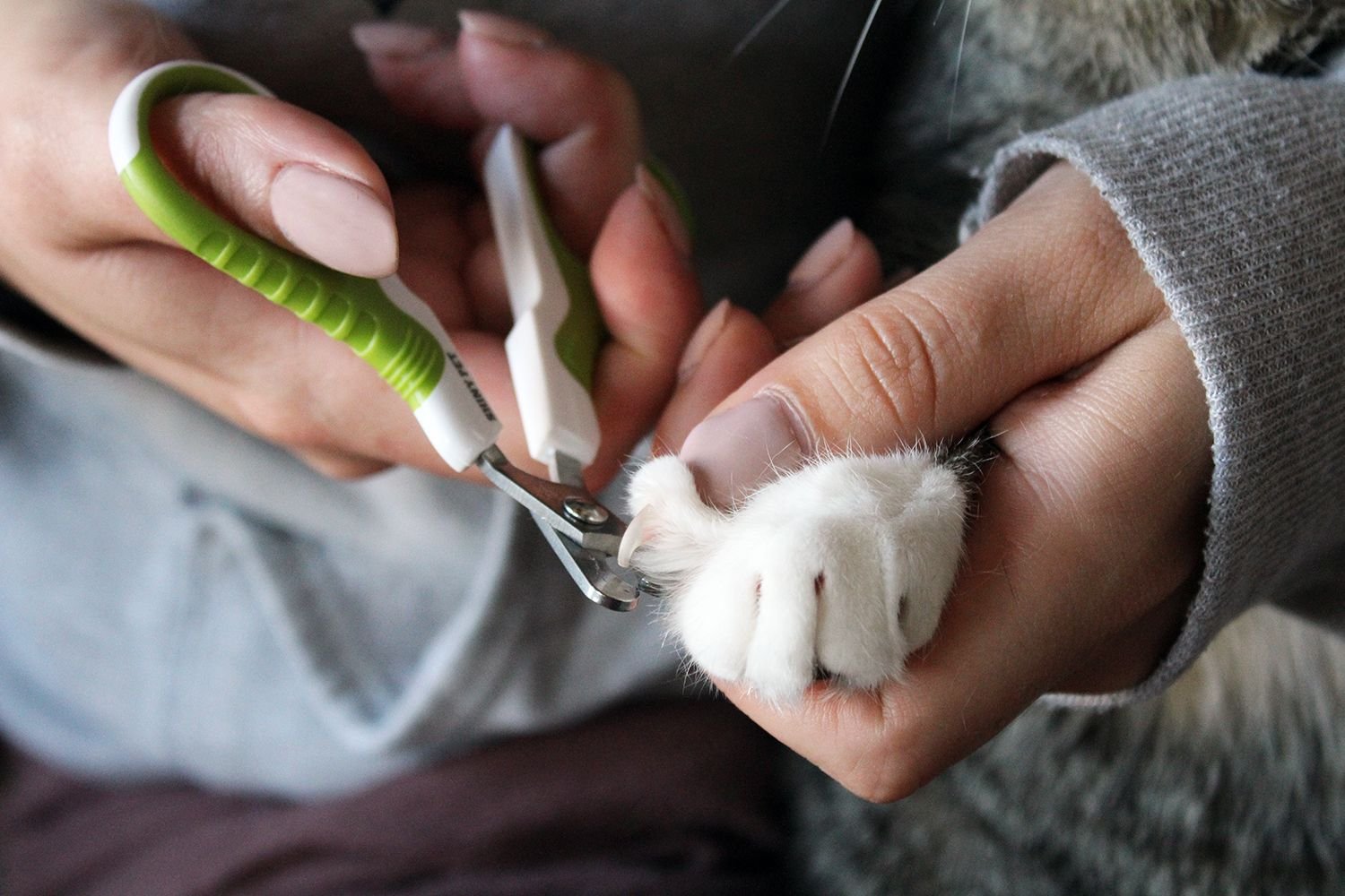 Safely Trim Your Cat's Claws At Home With Our 6 Favorite Cat Nail Clippers