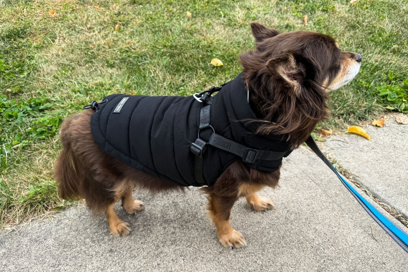 We Tested Dog Jackets With Real Dogs And These 8 Are Our Top Picks for Colder Weather