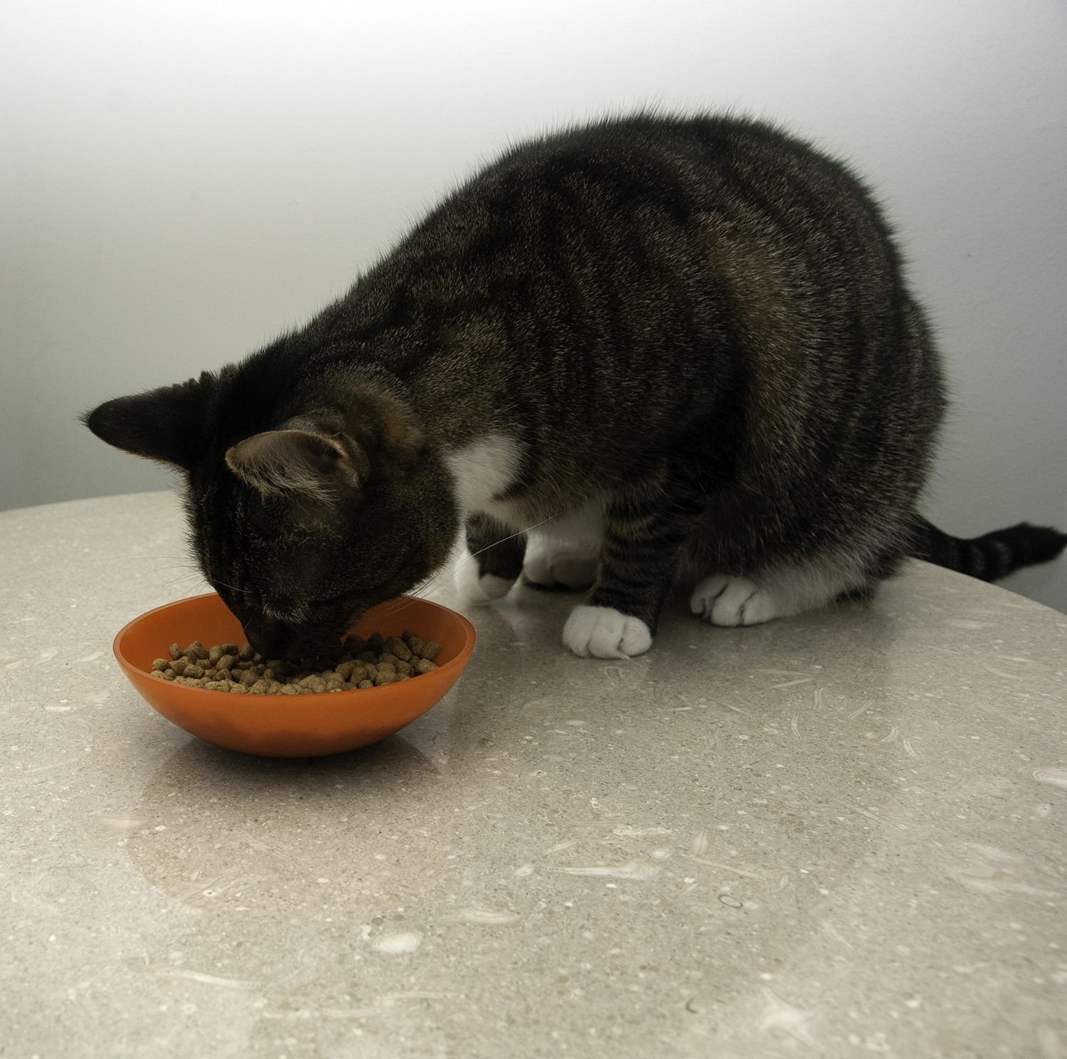 A cat eating a bowl of Blue Buffalo Tastefuls Weight Control Adult Dry Cat Food