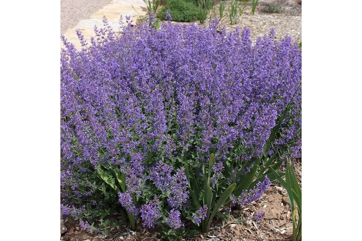 High Country Gardens Catmint plant