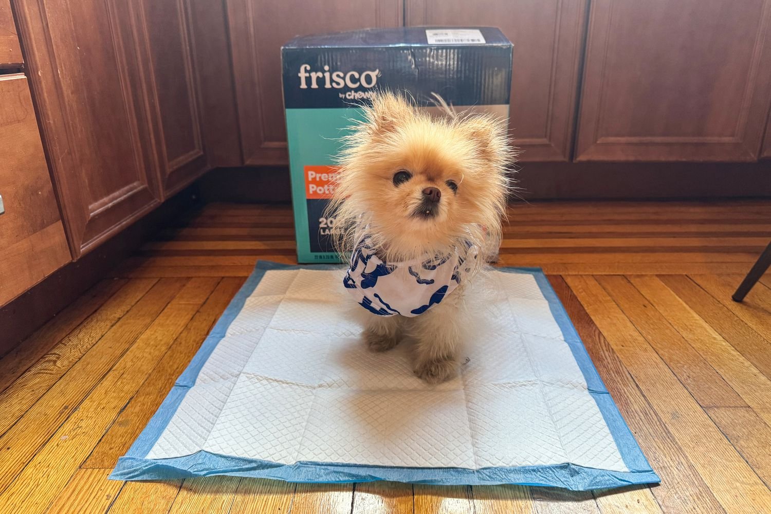A small dog standing on a Frisco Premium Potty Pad