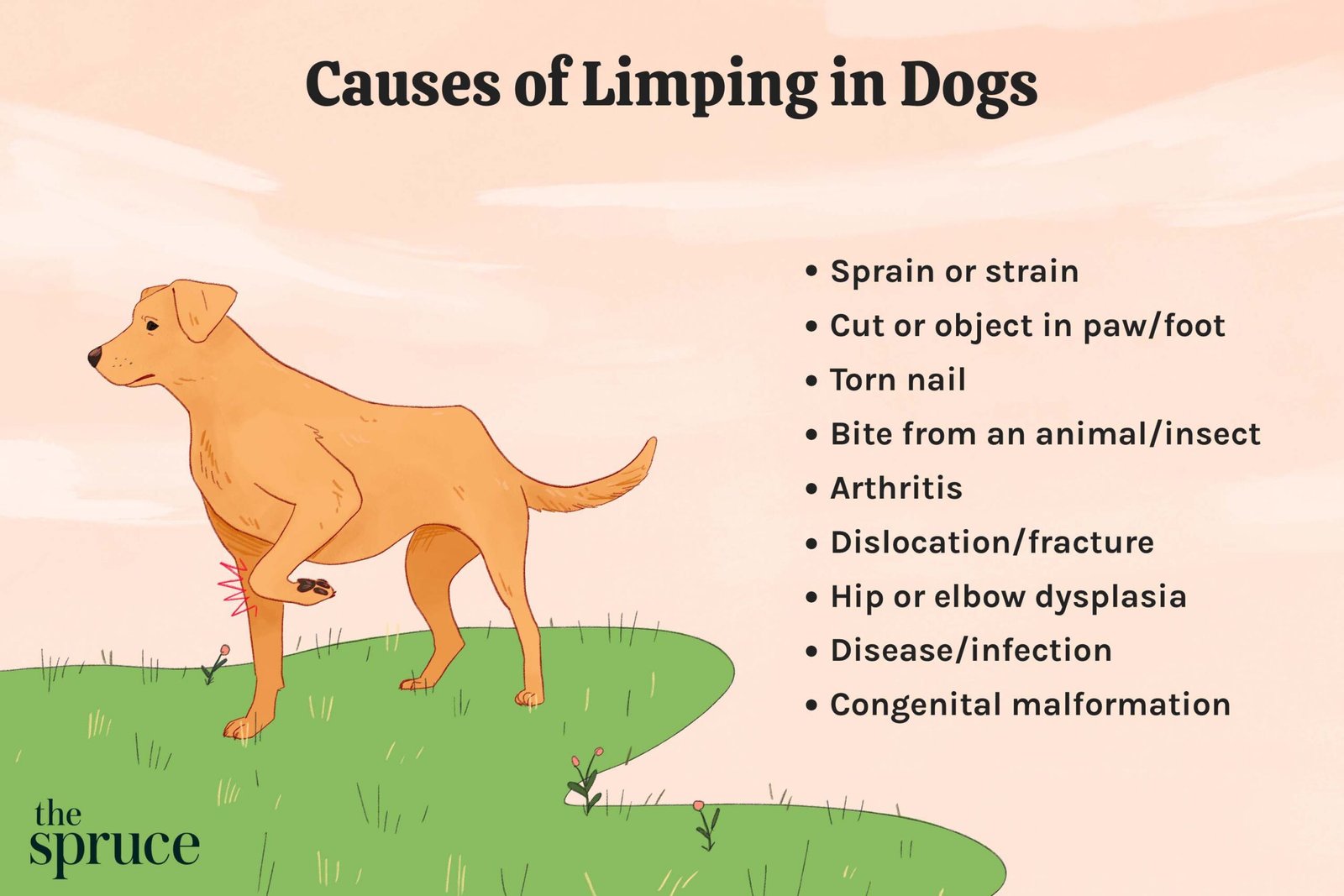 What You Need to Know About Limping in Dogs