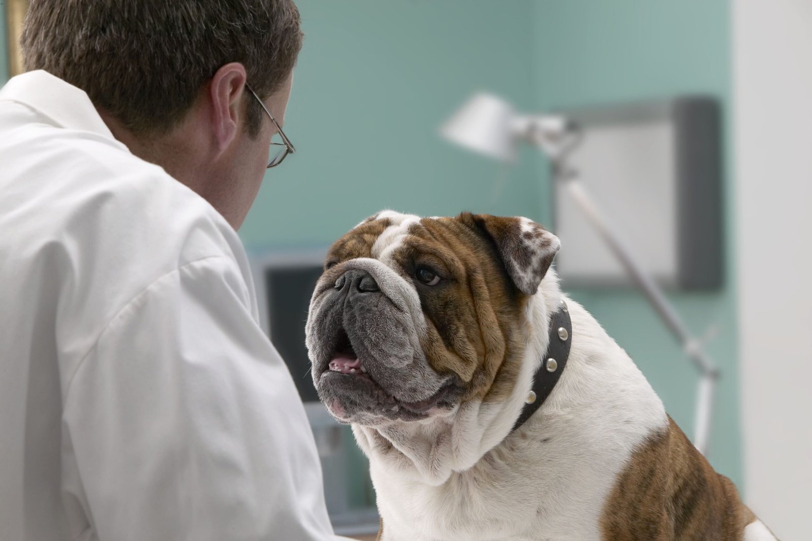 Brachycephalic Syndrome in Dogs
