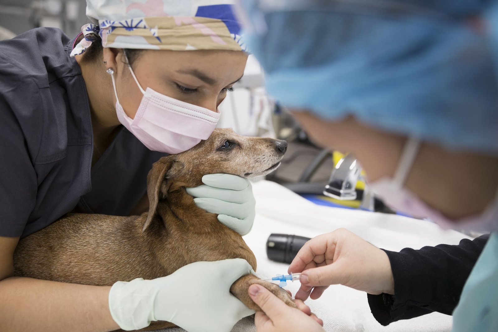 How Do Hookworms Affect Dogs?
