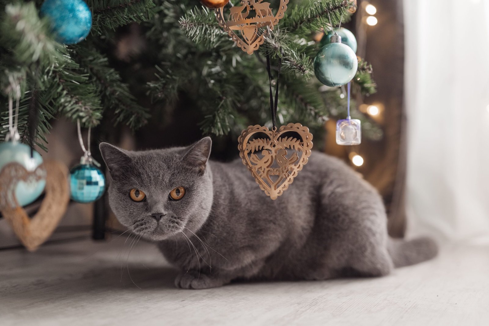How to Deal With Pet Health Emergencies During Holidays