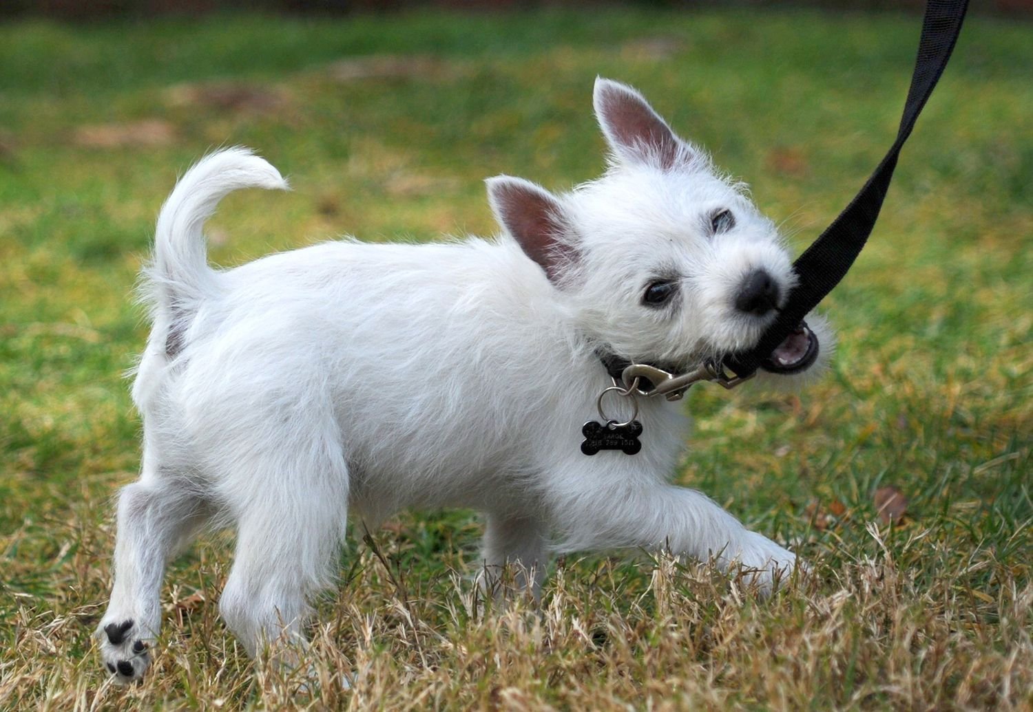 Learn How to Leash Train a Puppy