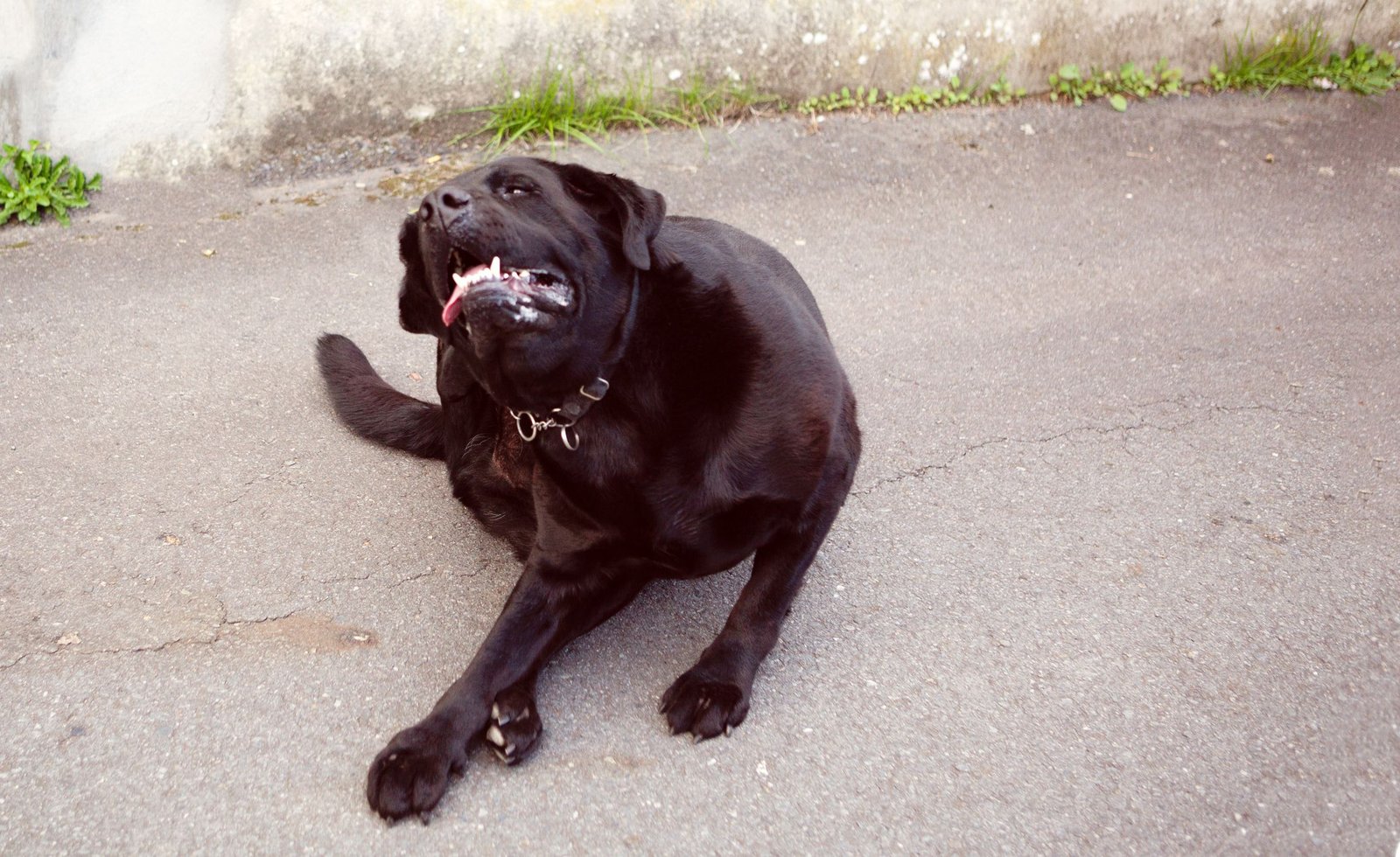 How to Get Rid of Fleas on Puppies and Dogs
