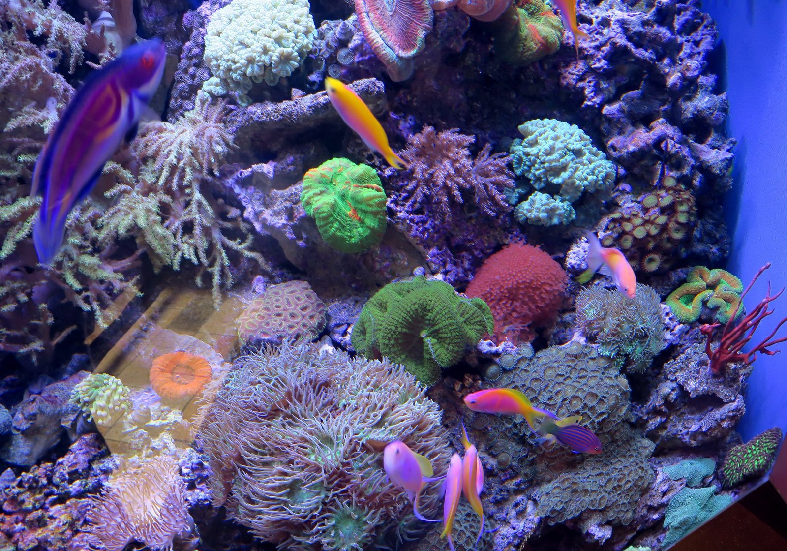 How Aquarium Lighting Affects Coral Health