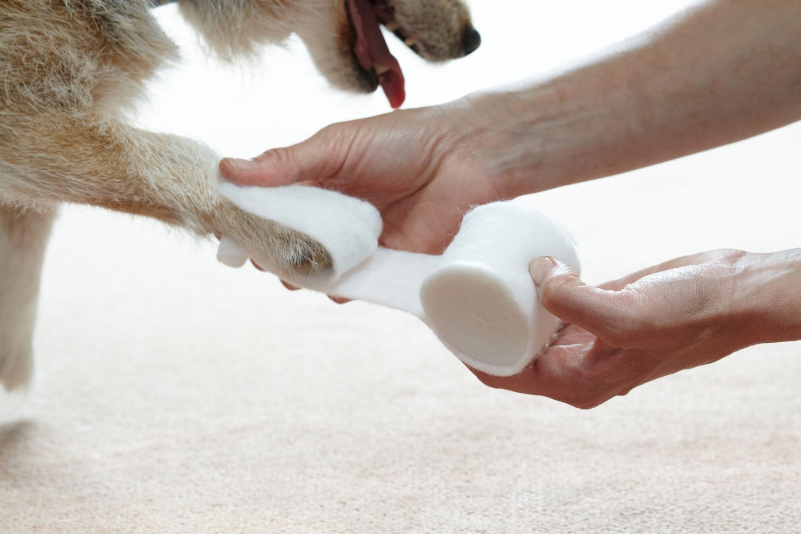 10 Must-Have Items in Any Good Dog First Aid Kit