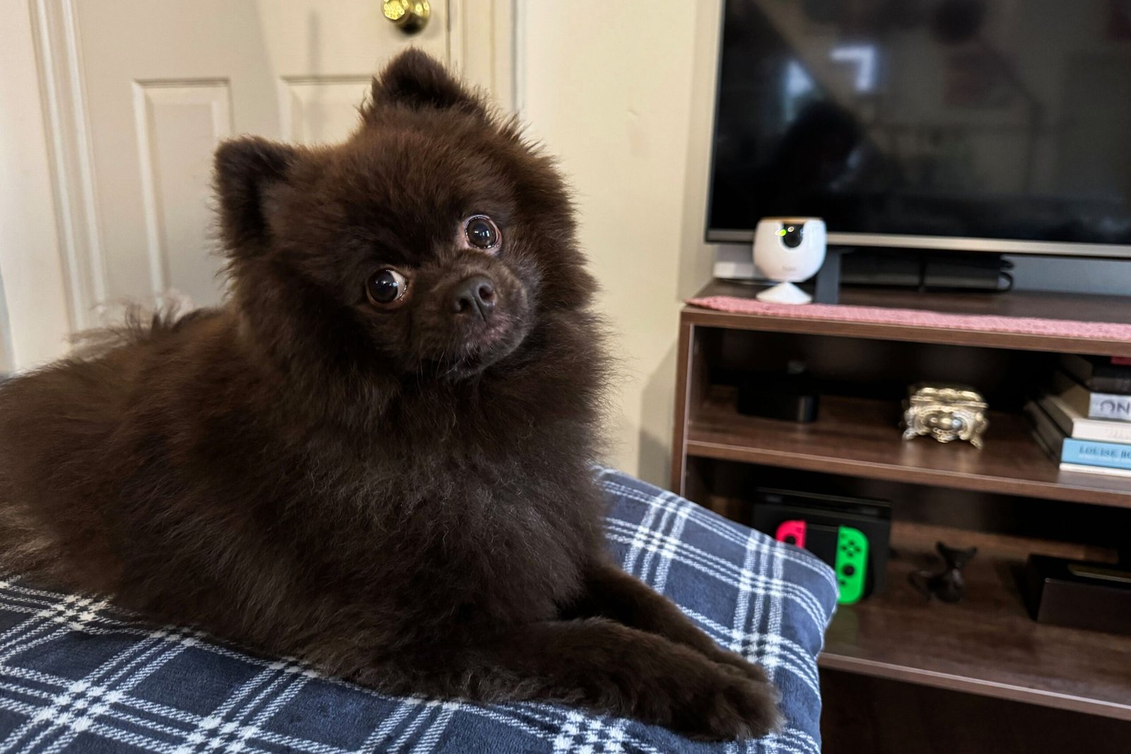 We Tested Pet Cameras In Real Homes and Here Are Our 8 Favorites for Keeping an Eye on Furry Friends