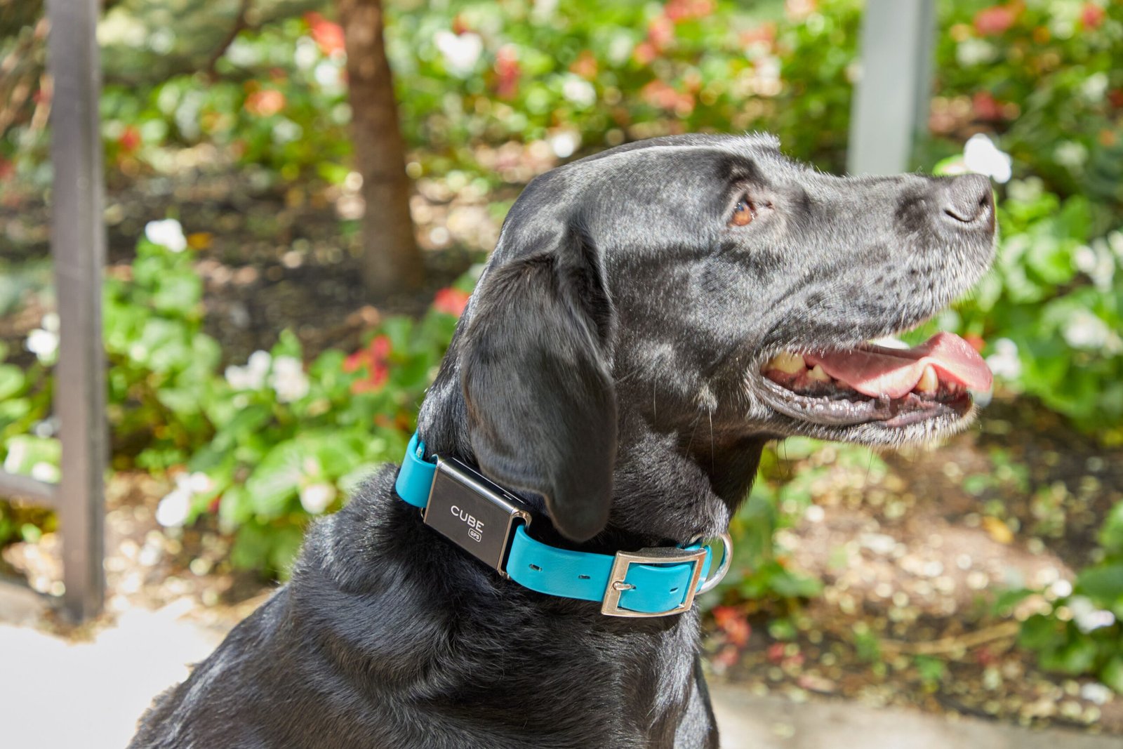 Our Favorite GPS Dog Tracker Has Live Tracking, A Built-In Light, And Health Monitoring Features