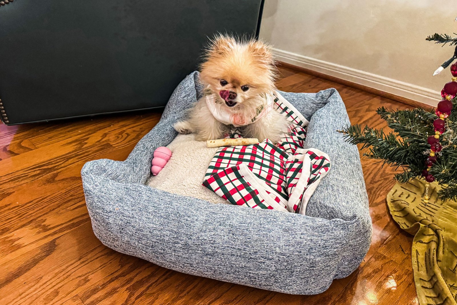 Our Favorite Dog Blanket Is Perfect for Pet-Friendly Napping