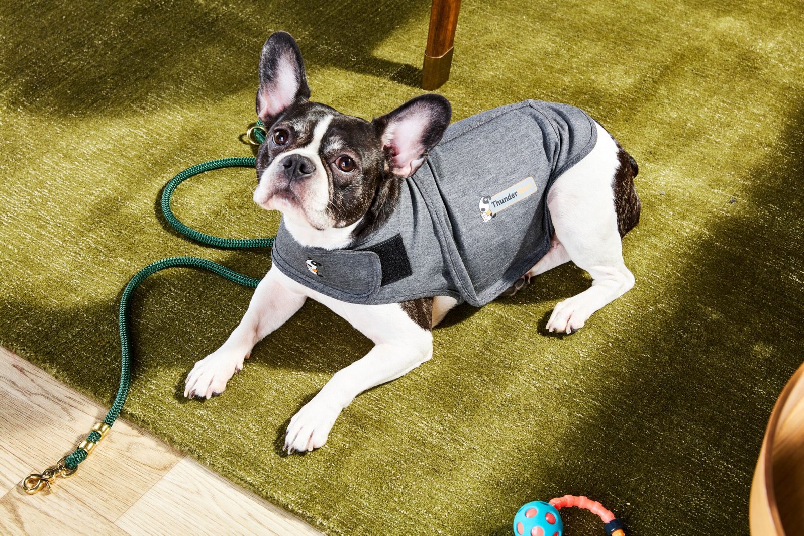 From Fireworks to Daily Separation Anxiety, These 8 Calming Aids Can Help Soothe Your Dog