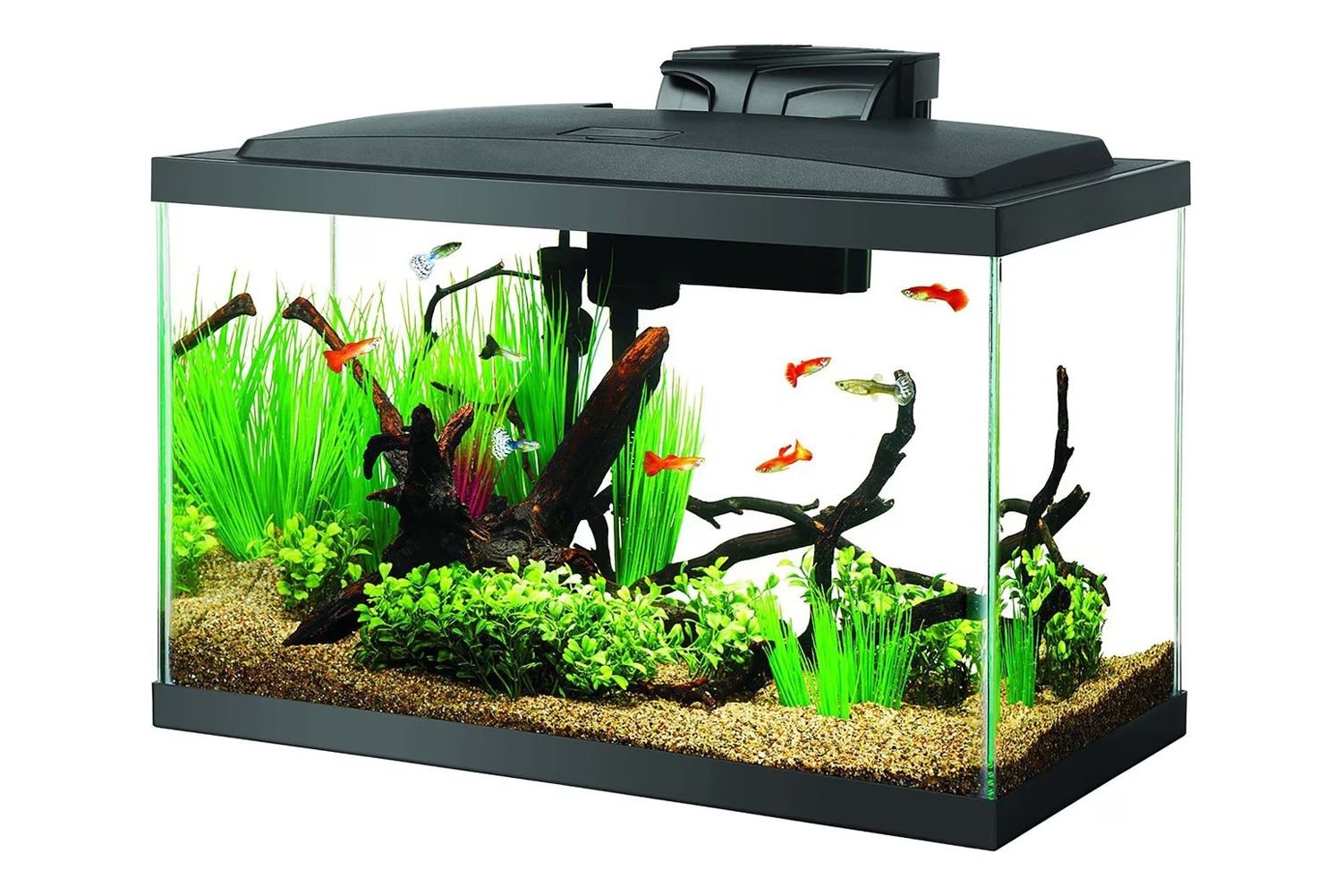 Chewy Aqueon Aquarium Fish Tank Starter Kits with LED Lighting