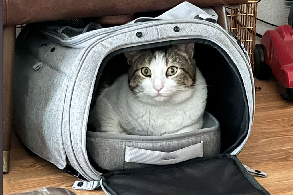 White and gray cat inside TravelCat The Transpurrter Ultimate Calming Convertible Cat Carrier