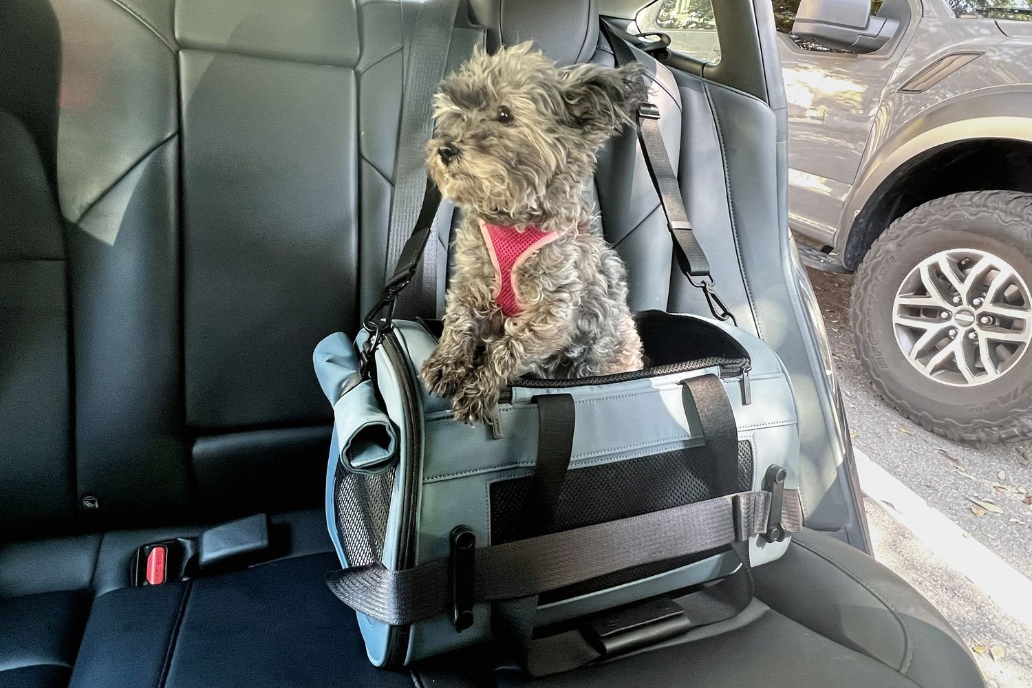 Dog standing up in Away The Pet Carrier in car with open door