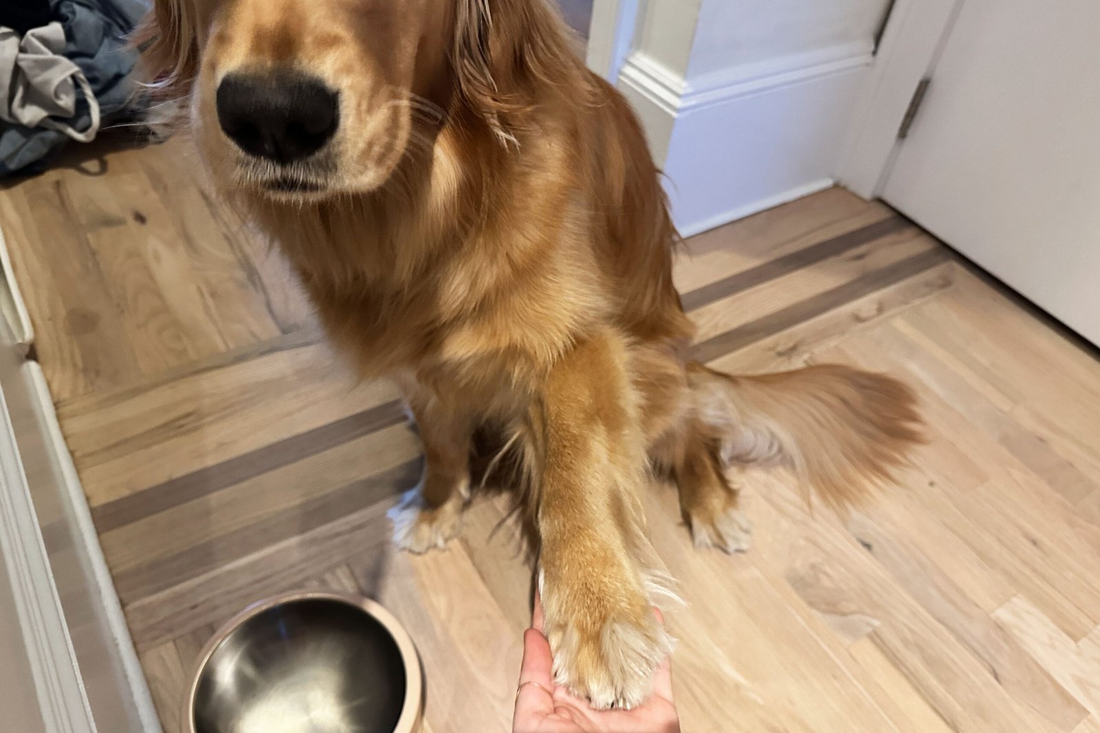Our Favorite Dog Paw Cleaners Are Perfect for Muddy Weather