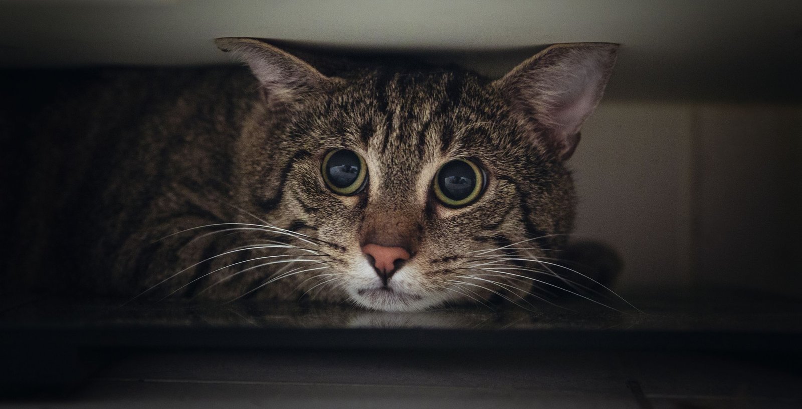 Why Do Cats Get Stressed and What Can You Do About it?