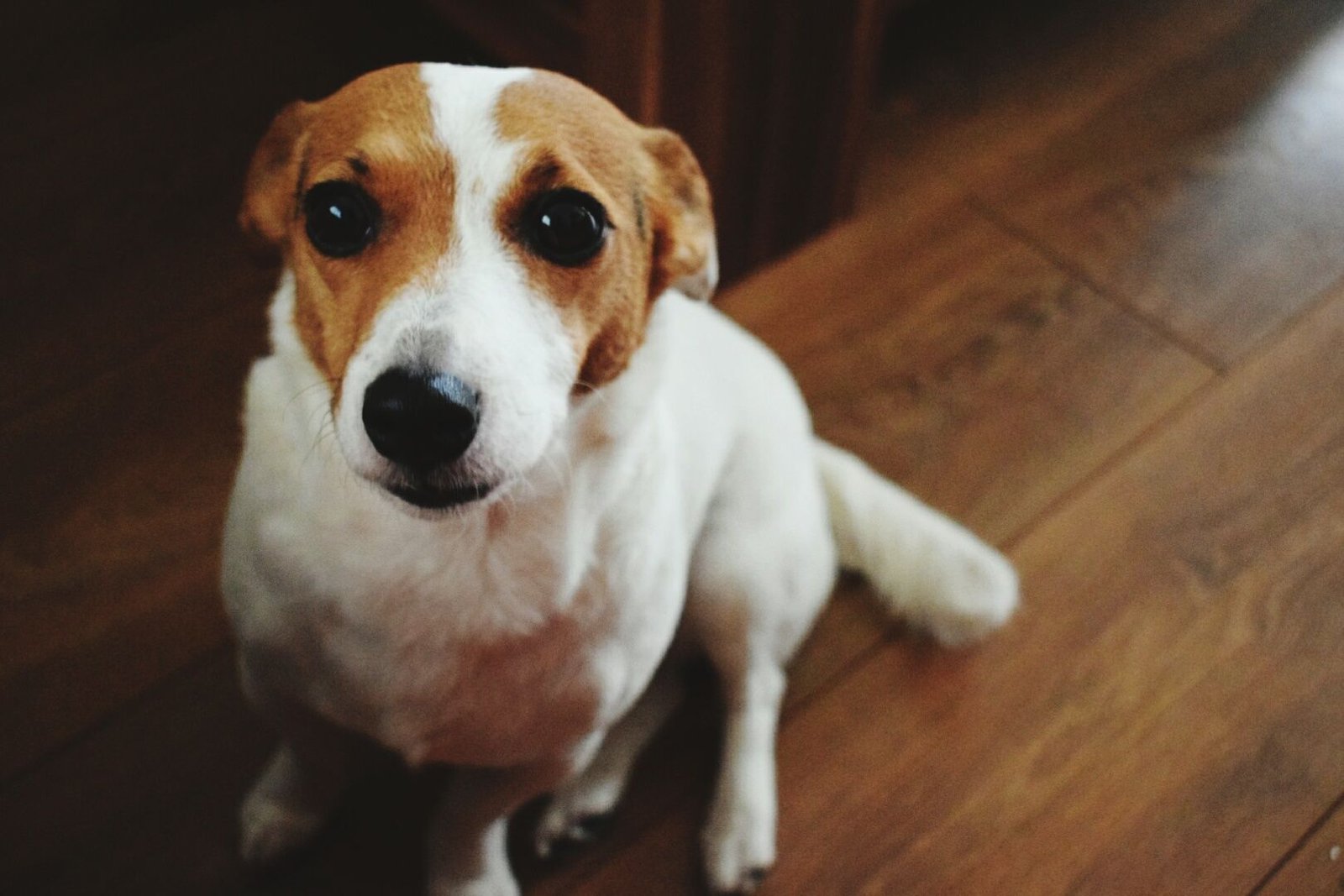 Why Your Dog Is Scooting Across the Floor