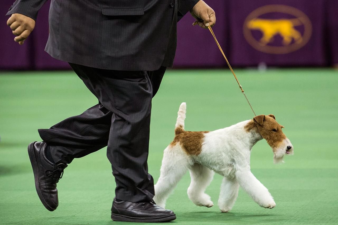 Everything You Need to Know About Puppy Tail Docking