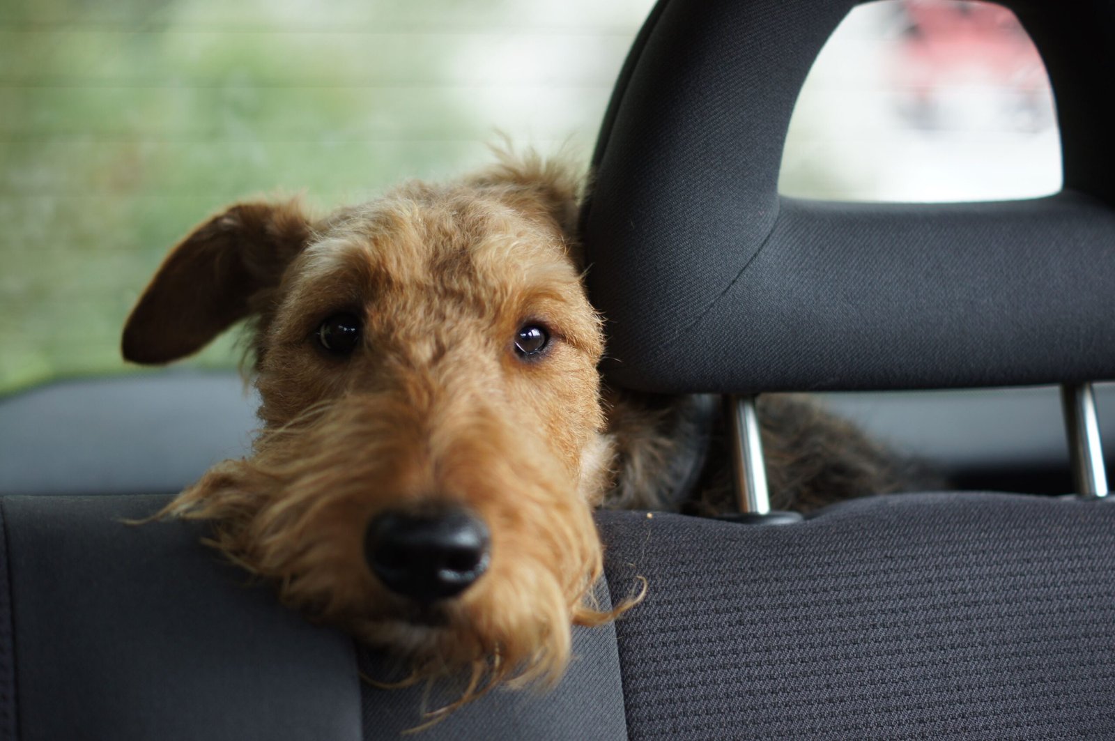 Traveling With a Dog or Puppy on a Road Trip