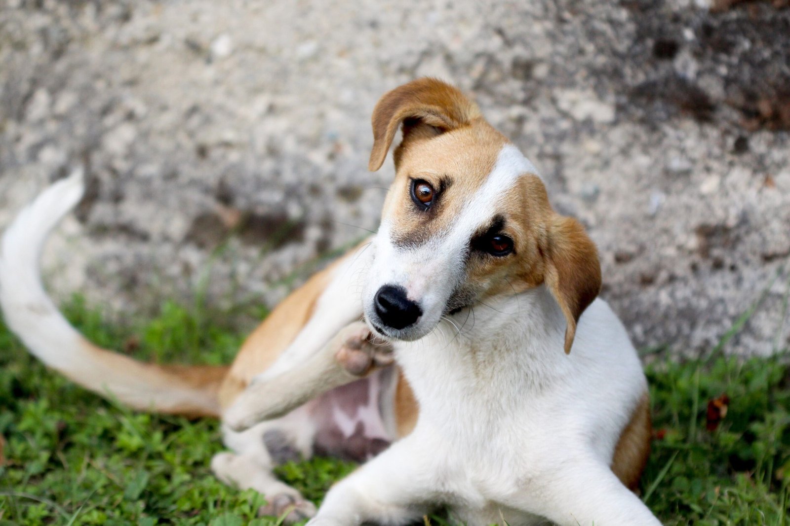 Help Your Itchy Pup—Understand the Most Common Dog Allergies