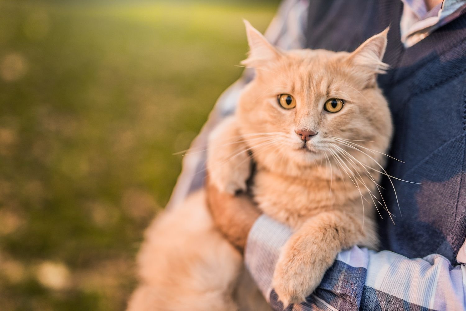 How to Treat Dementia in Cats