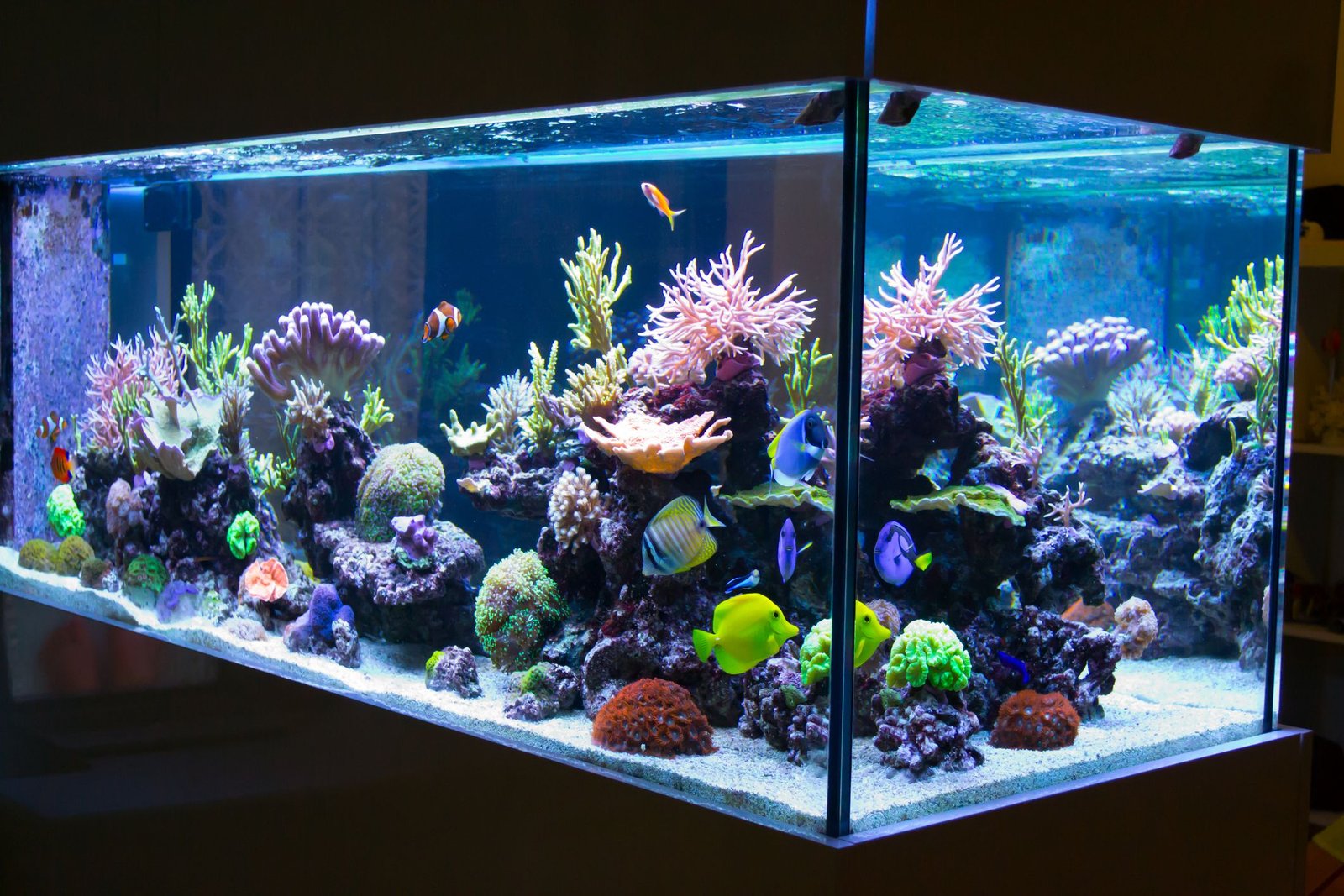 Who Wins the War for Dynamic Aquarium Lighting?