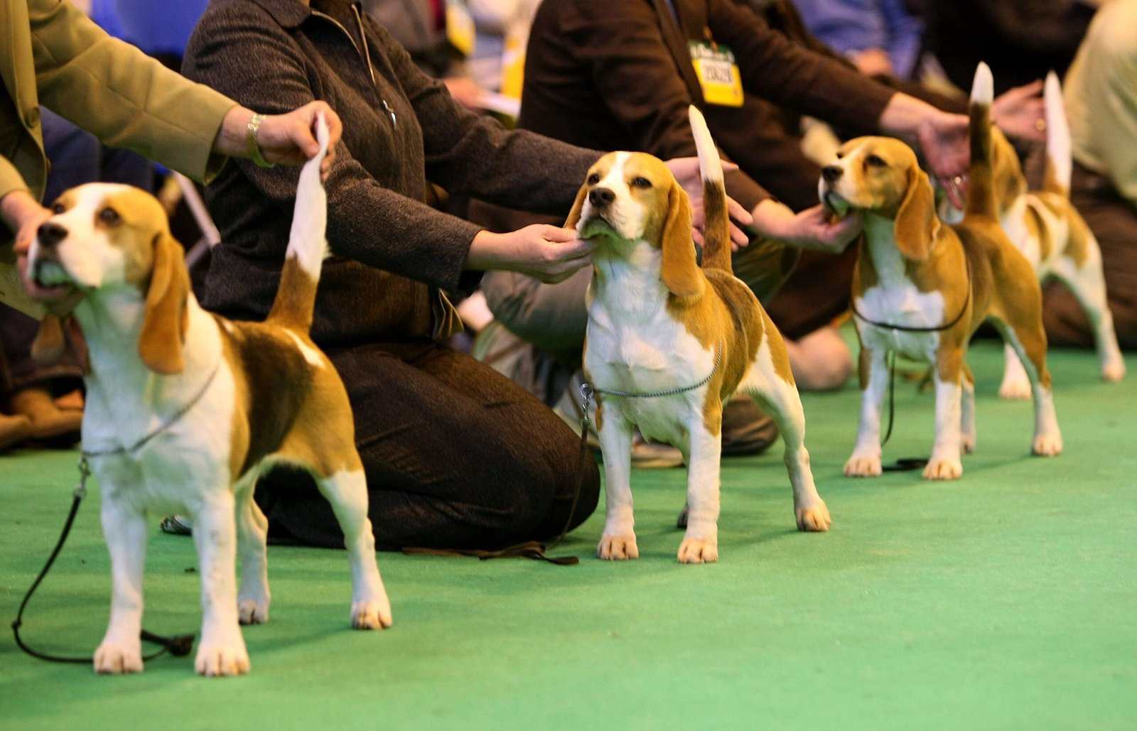 Becoming a Show Dog: Getting Started with Requirements for Beginners