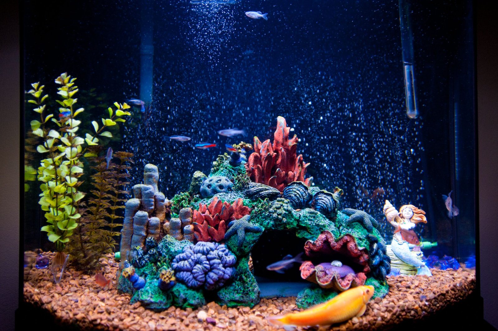 Lighting for a Saltwater Aquarium