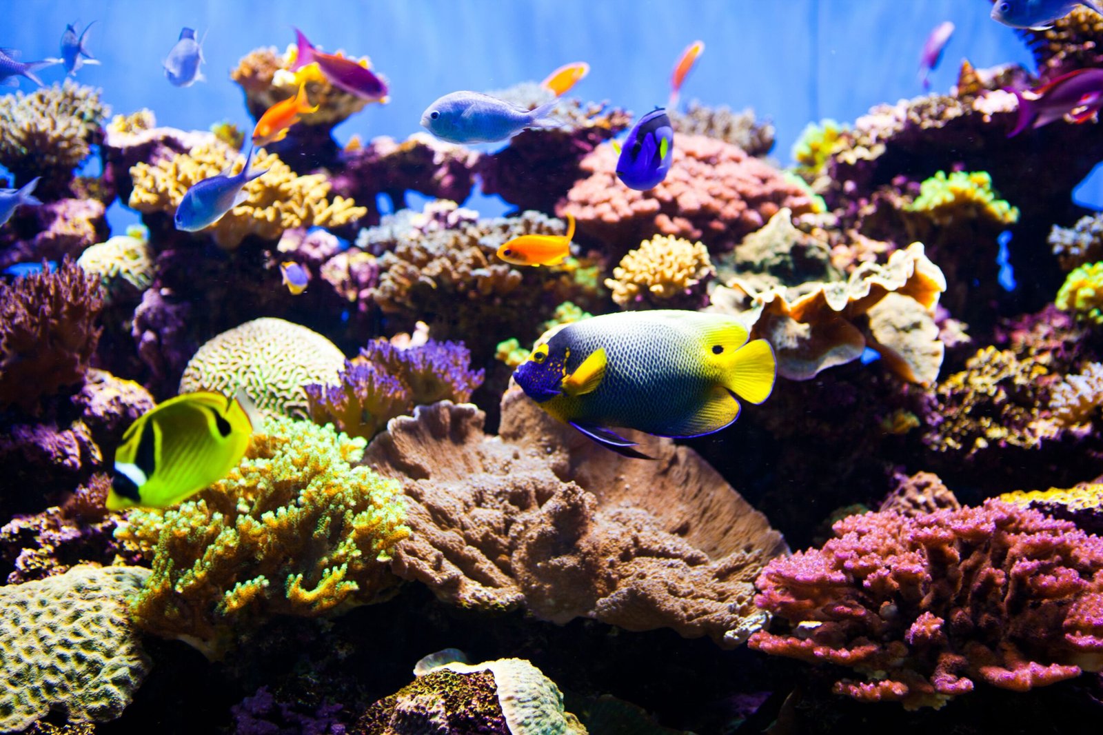 What Makes a Saltwater Aquarium a Reef Tank?
