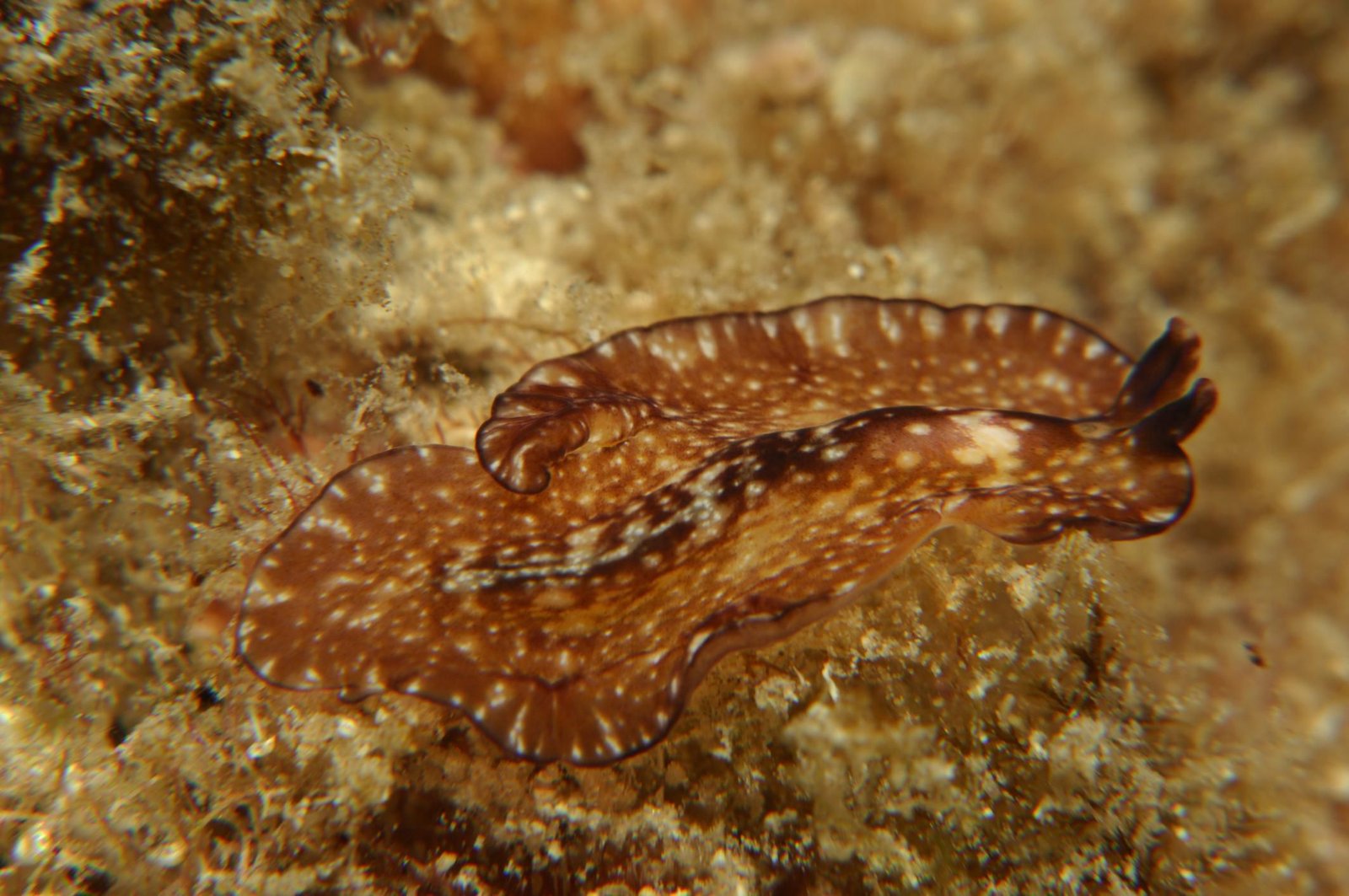 Are Flatworms Destroying Your Corals?