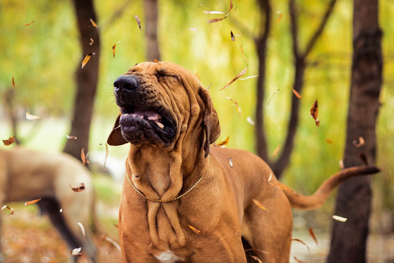 What Is a Reverse Sneeze in Dogs?