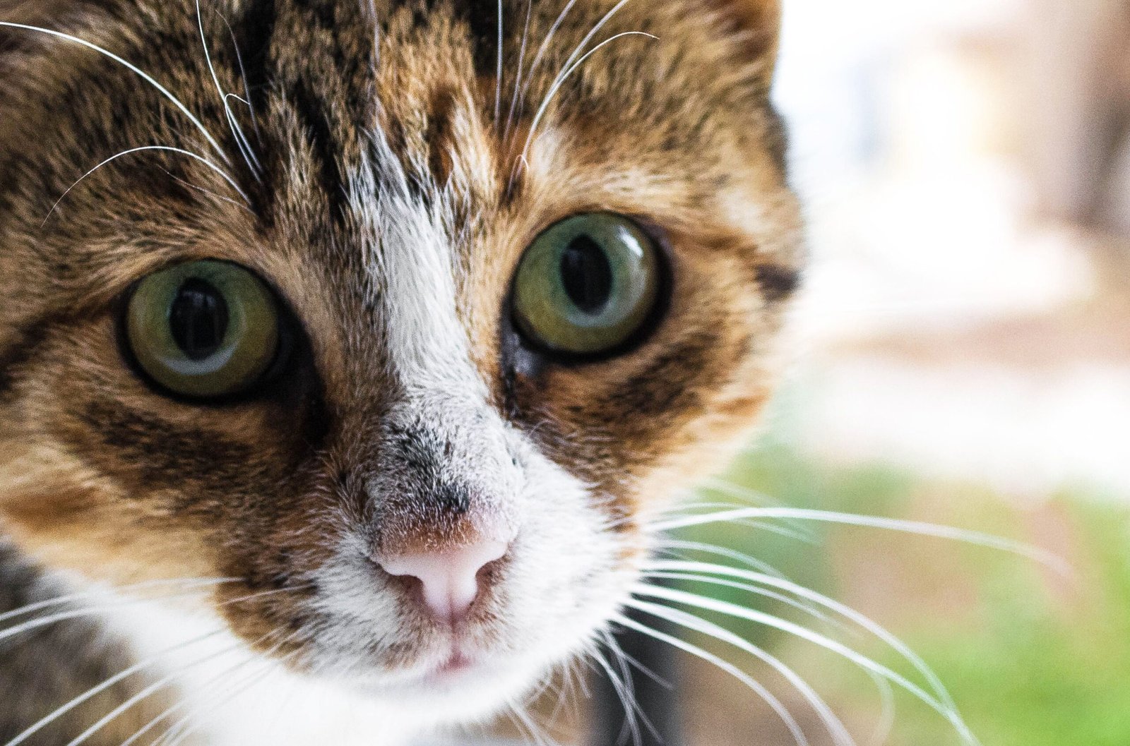 What You Should Know About Feline Infectious Peritonitis
