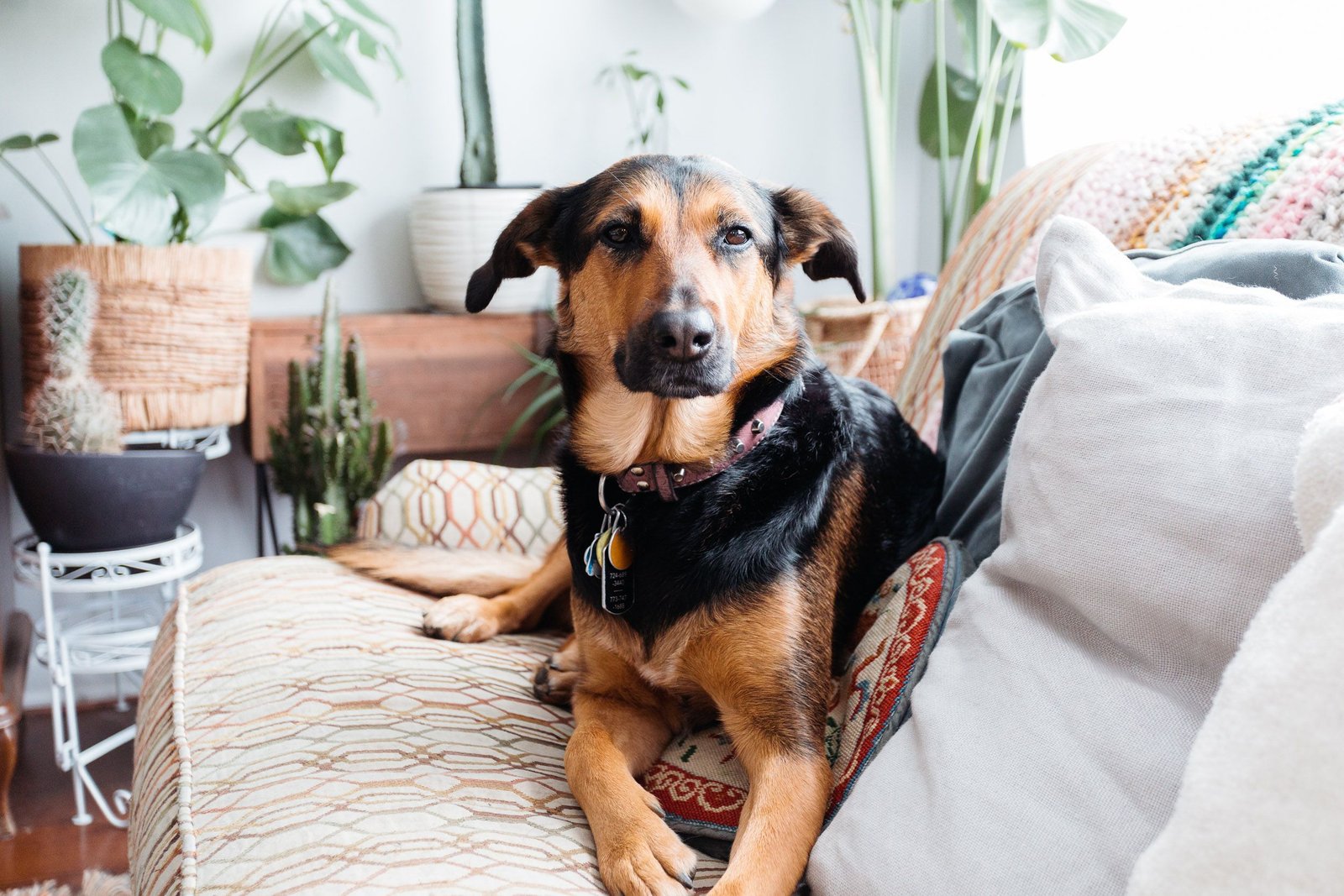Why Your Dog Staring at You Can Have Different Meanings