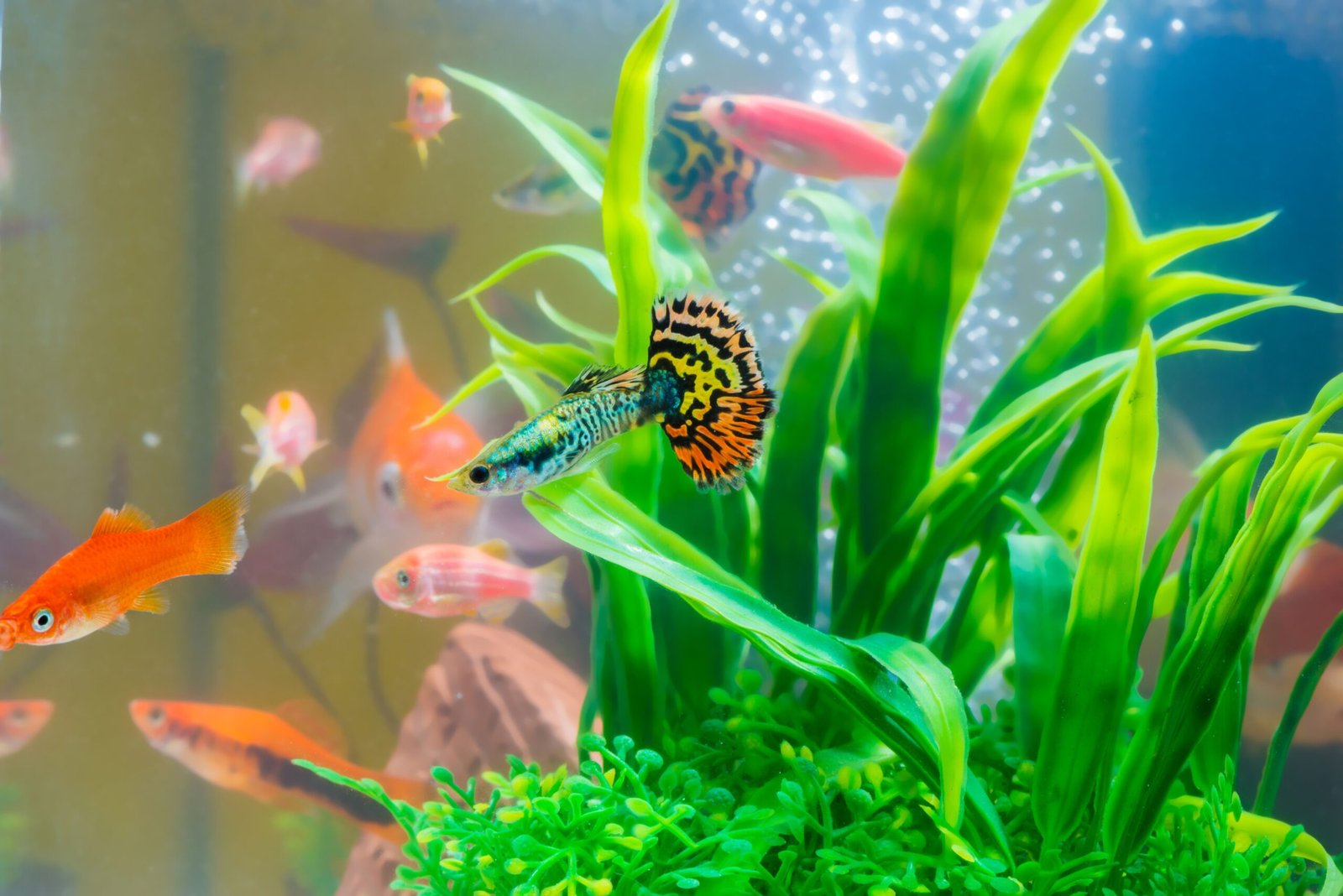 Can Fish Sense Hunger, Low Oxygen, and How Do They Swim Straight?