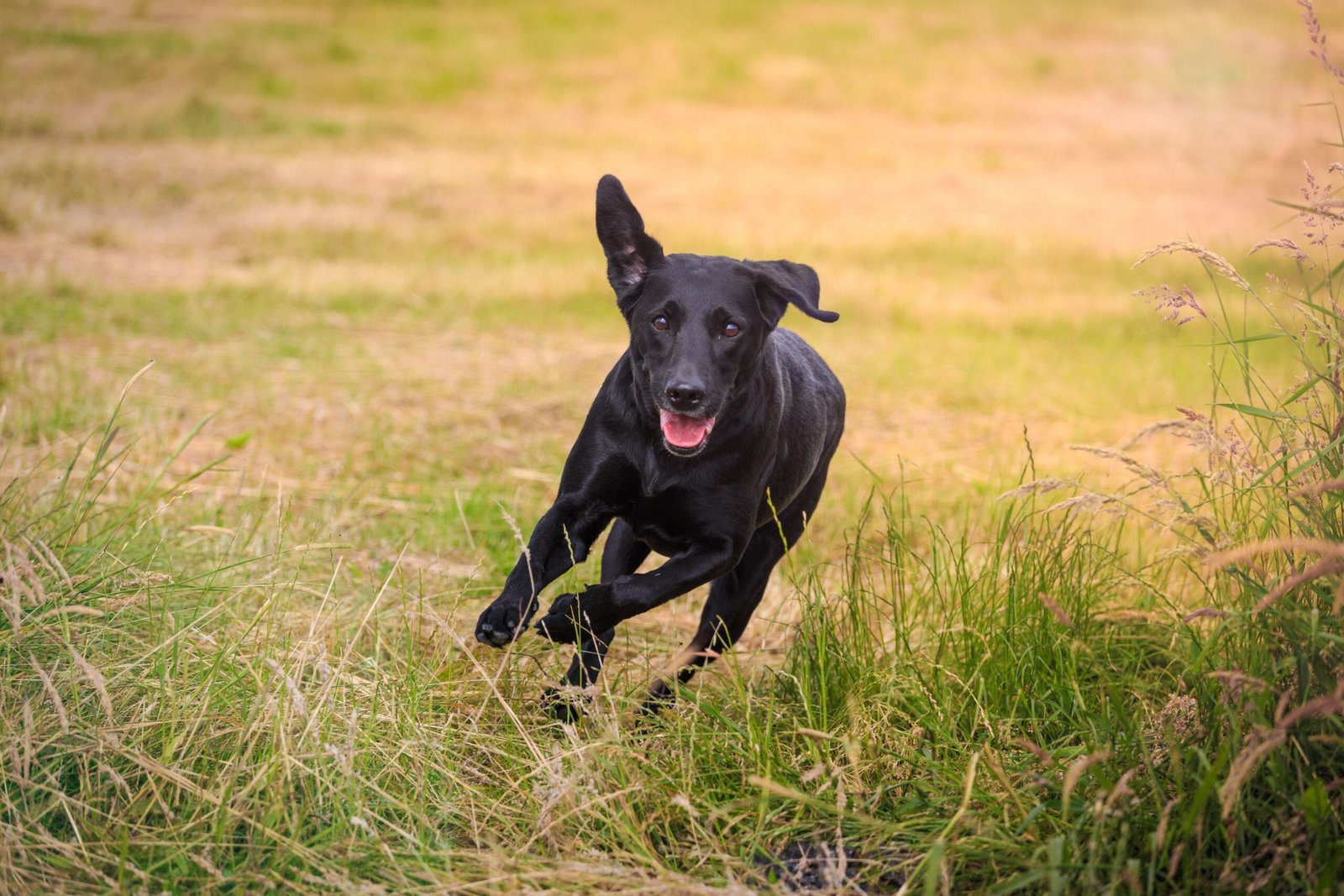 Here's Why Your Dog Gets Zoomies