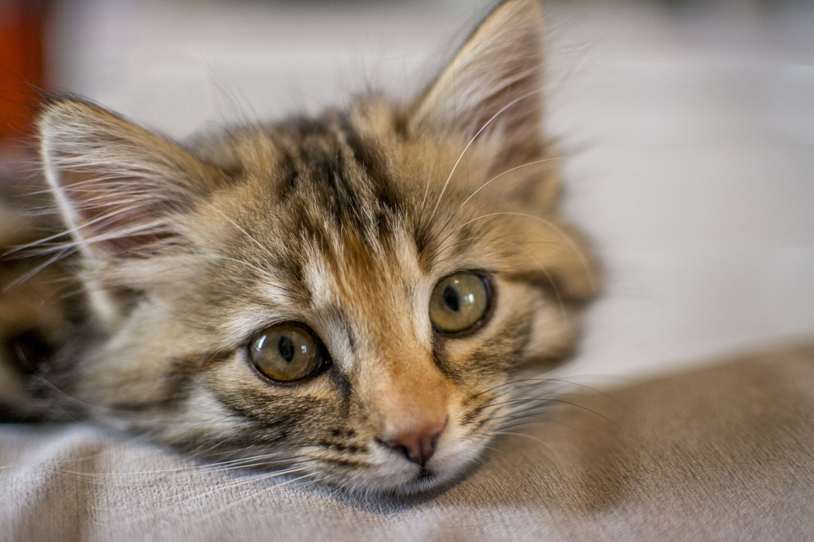 What Is Feline Cerebellar Hypoplasia?