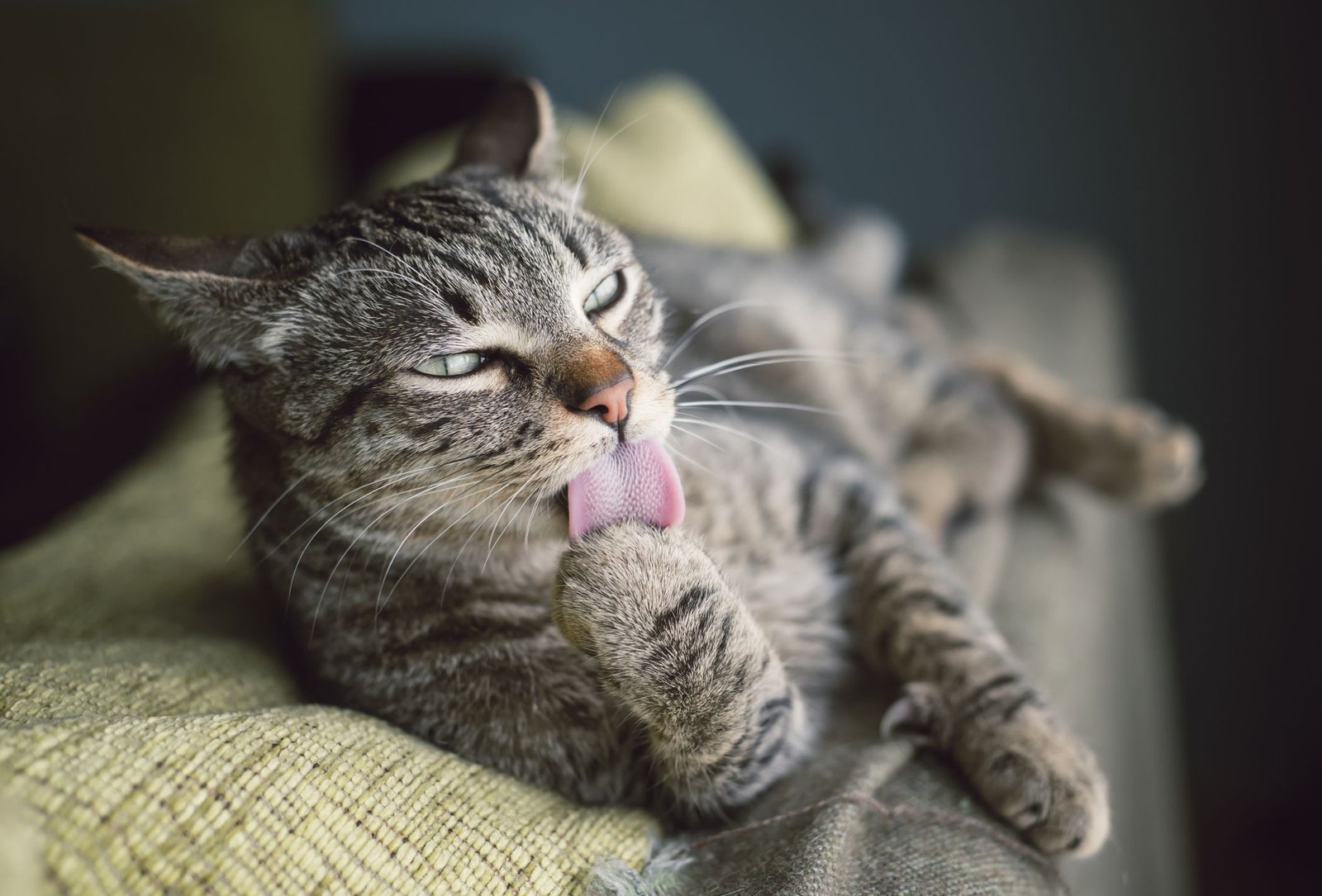 How to Prevent Bezoars in Cats