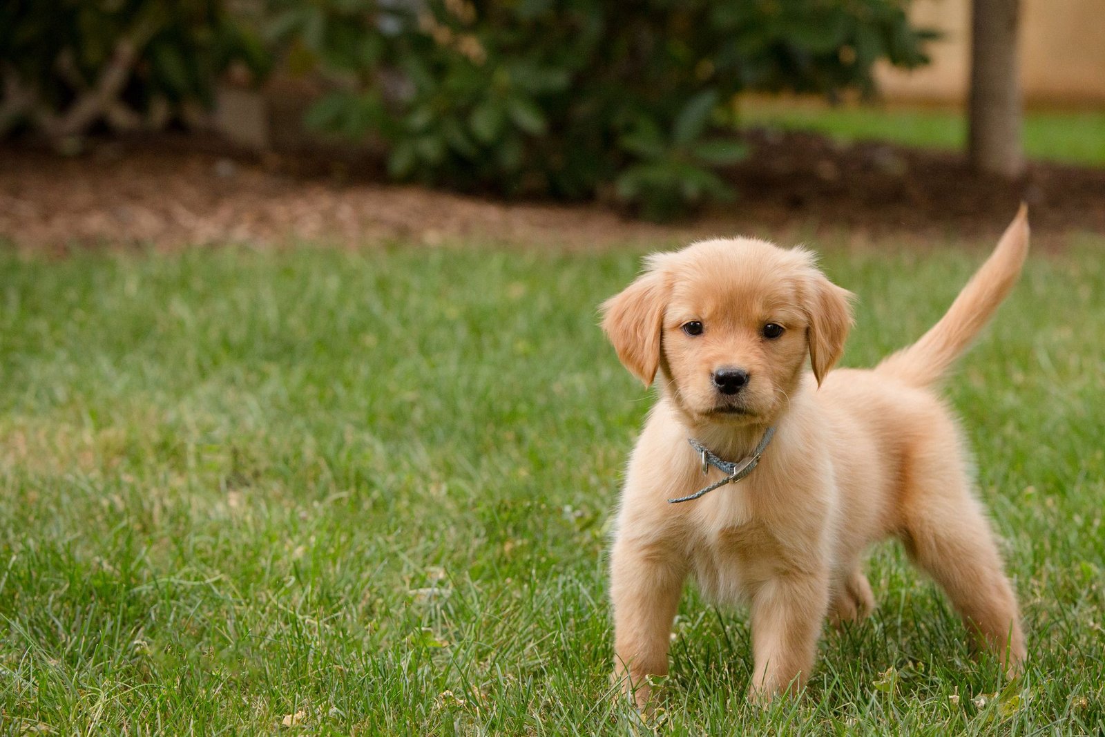 Reasons to Adopt a Puppy